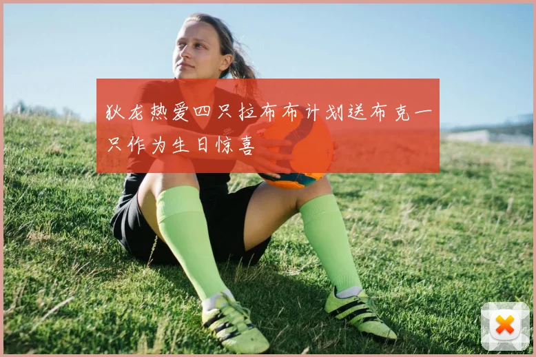 狄龙热爱四只拉布布计划送布克一只作为生日惊喜